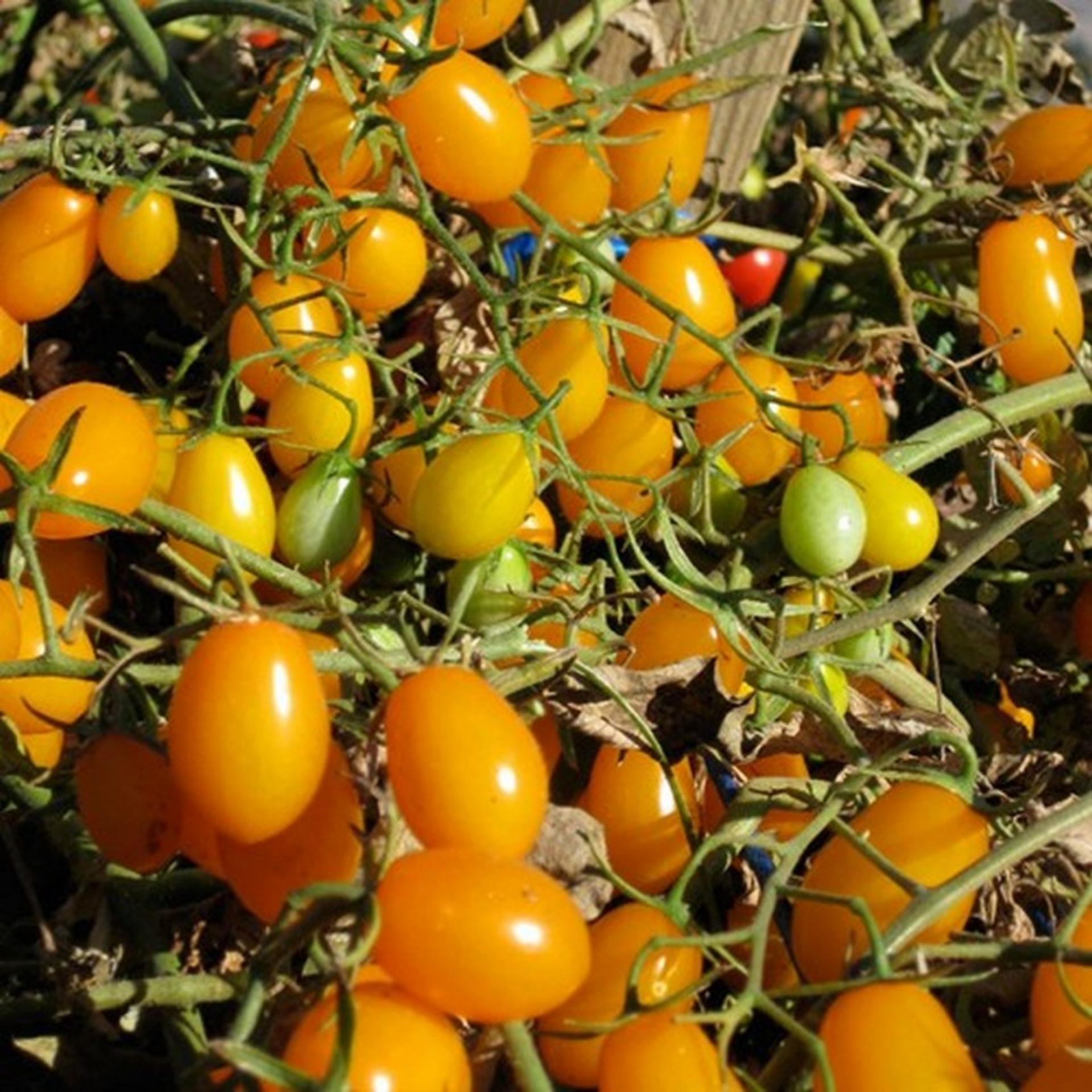 20 Hạt giống Cà chua cherry vàng (tặng Kích nẩy mầm, Hướng dẫn ươm)