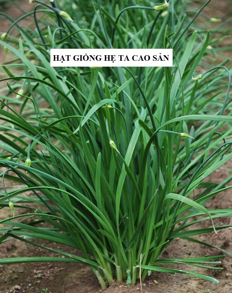 Hạt giống hẹ ta ăn lá - gói 2gram( 330  hạt )