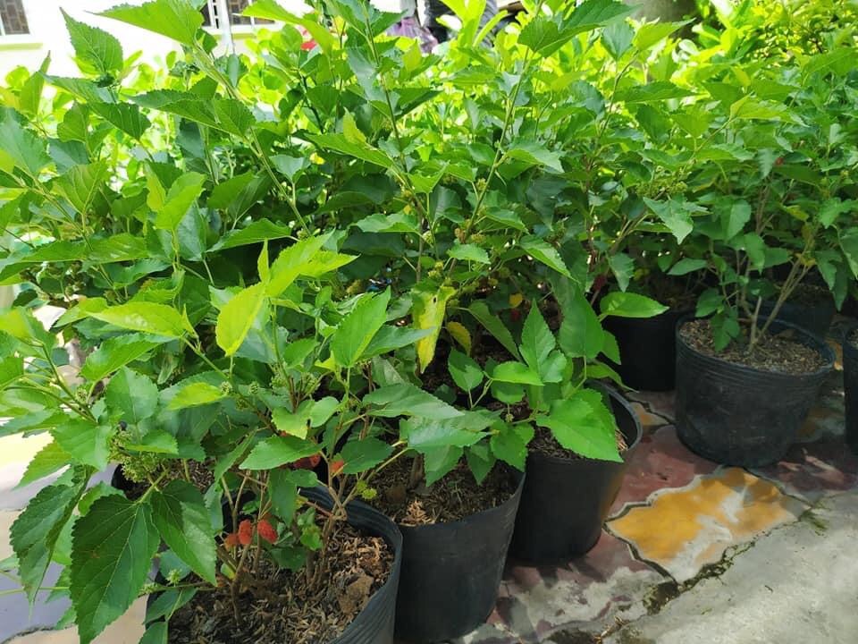 Cây dâu tằm tặng 2 cây chè xanh