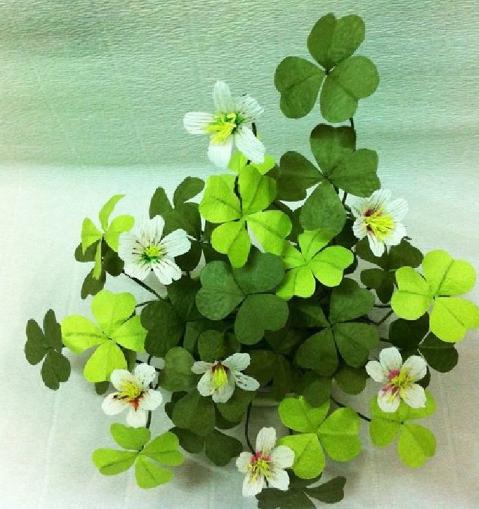 Clover Seeds (3-Leaf Grass) - Pack of 50 Seeds