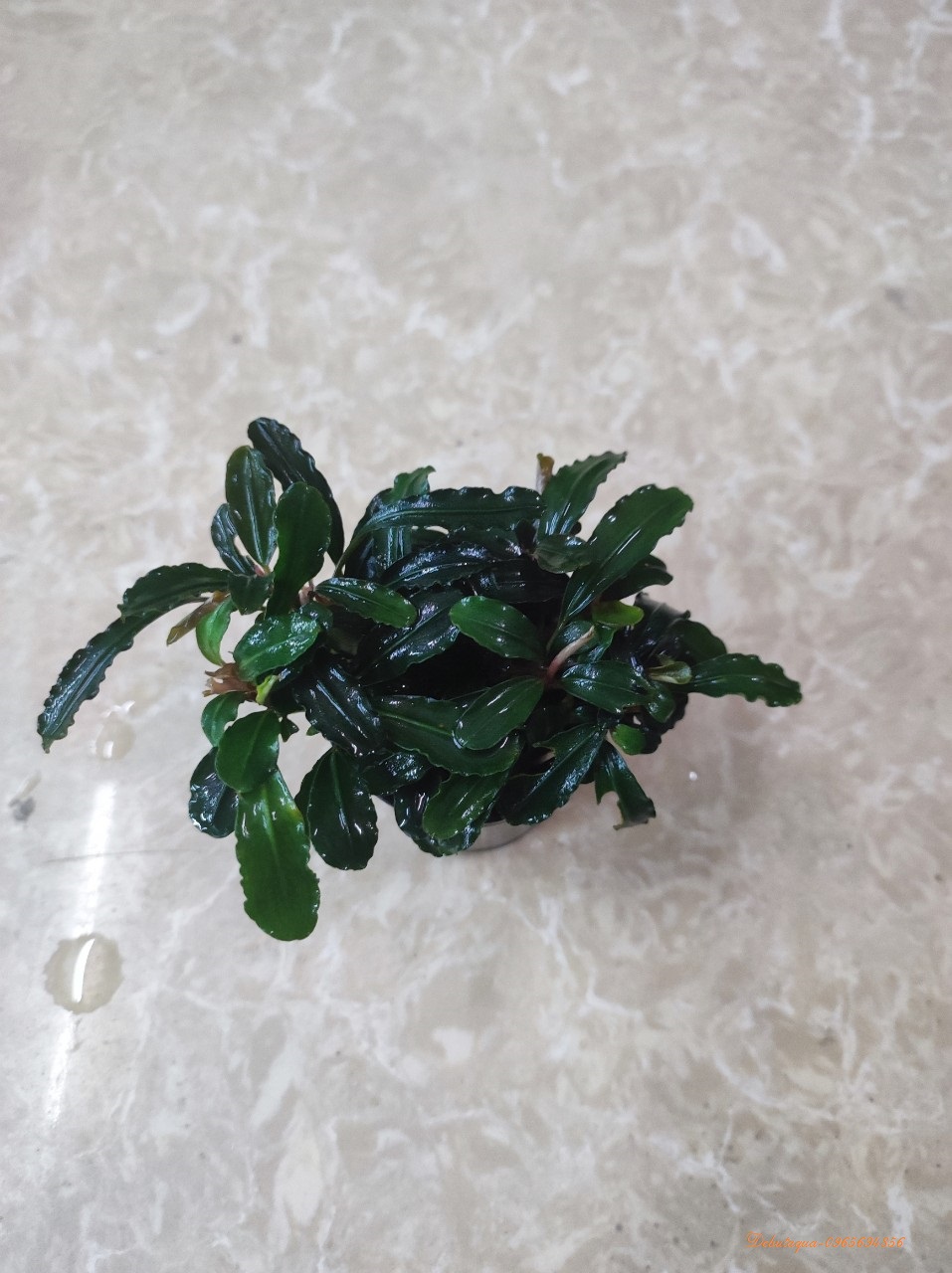 Cây Thủy Sinh BUCEP - Ngọn To Khỏe