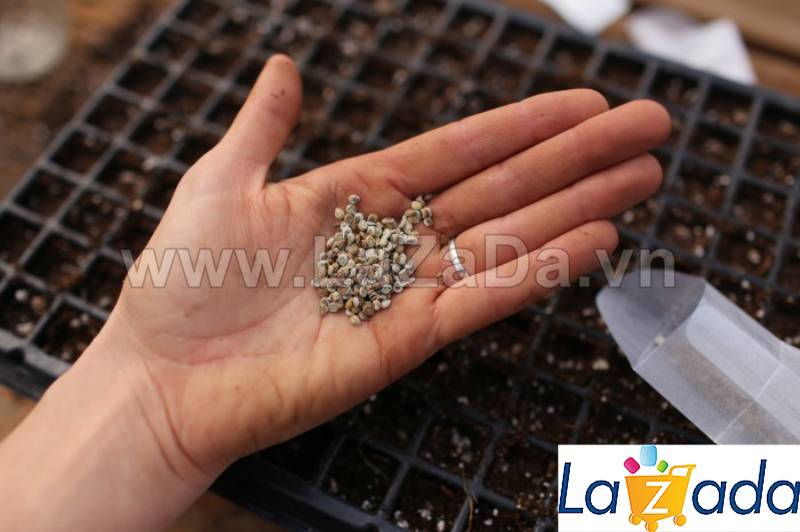 10GR 2000.HẠT Hạt Giống Hoa Lưu Ly Forget Me Not Mix (| -KD: B9*V15)