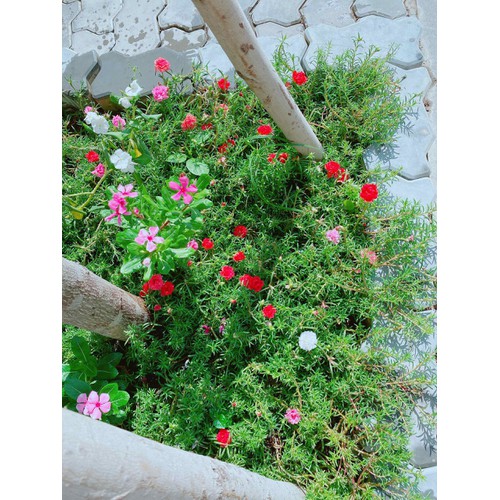 COM BO 2 CHẬU HOA MƯỜI GIỜ GIỐNG