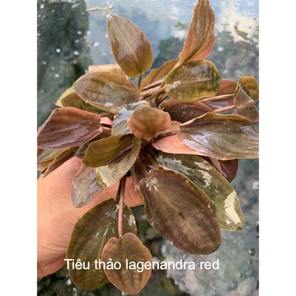 Cây thủy sinh Tiêu thảo Lagenandra meeboldii red dễ trồng - Màu siêu đỏ cho bể thuỷ sinh