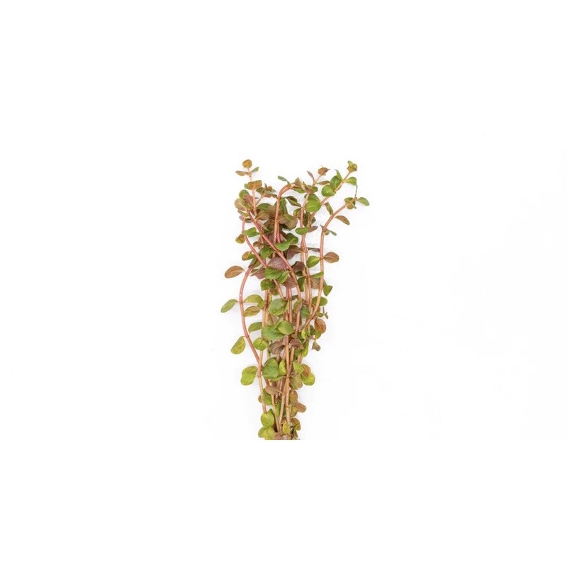 Rotala rotundifolia hra - vảy ốc cam - cây thuỷ sinh