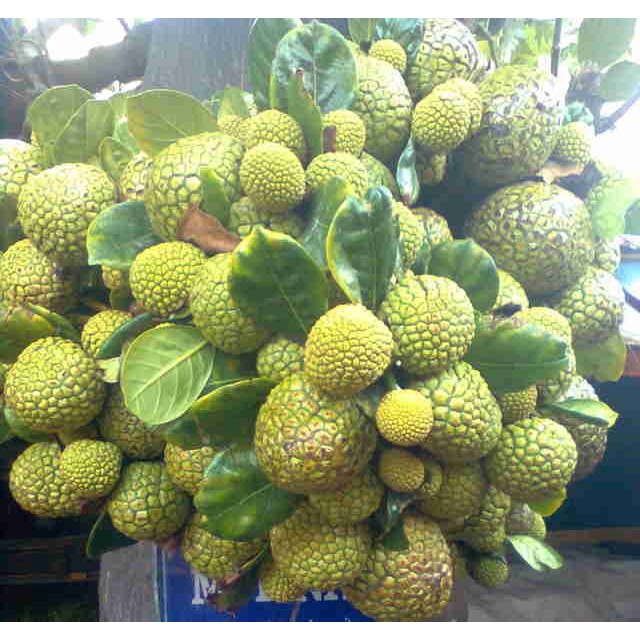 Cây Giống Mít mơ
