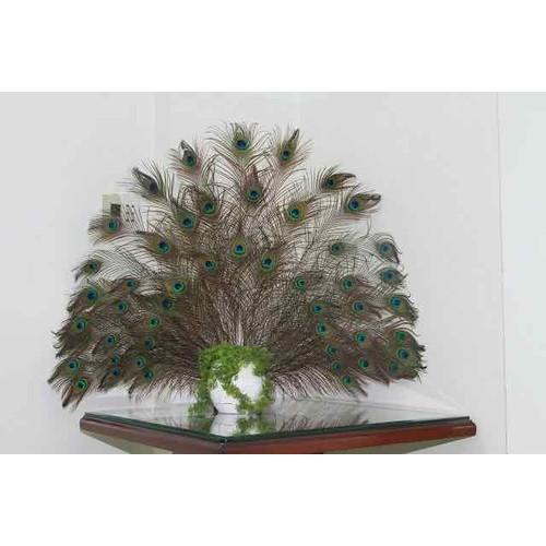 30 Lông công phong thủy Ấn Độ dài 1m