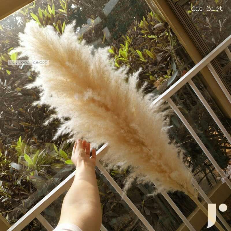 Hoa cỏ lau hoa khô trang trí