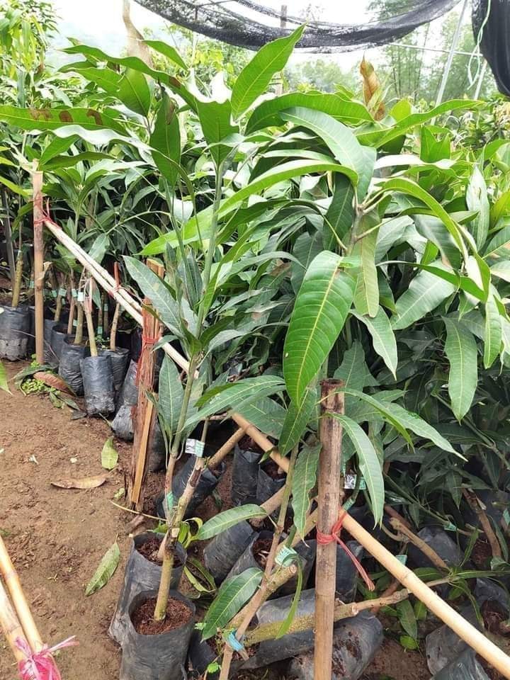 Cây giống xoài tím