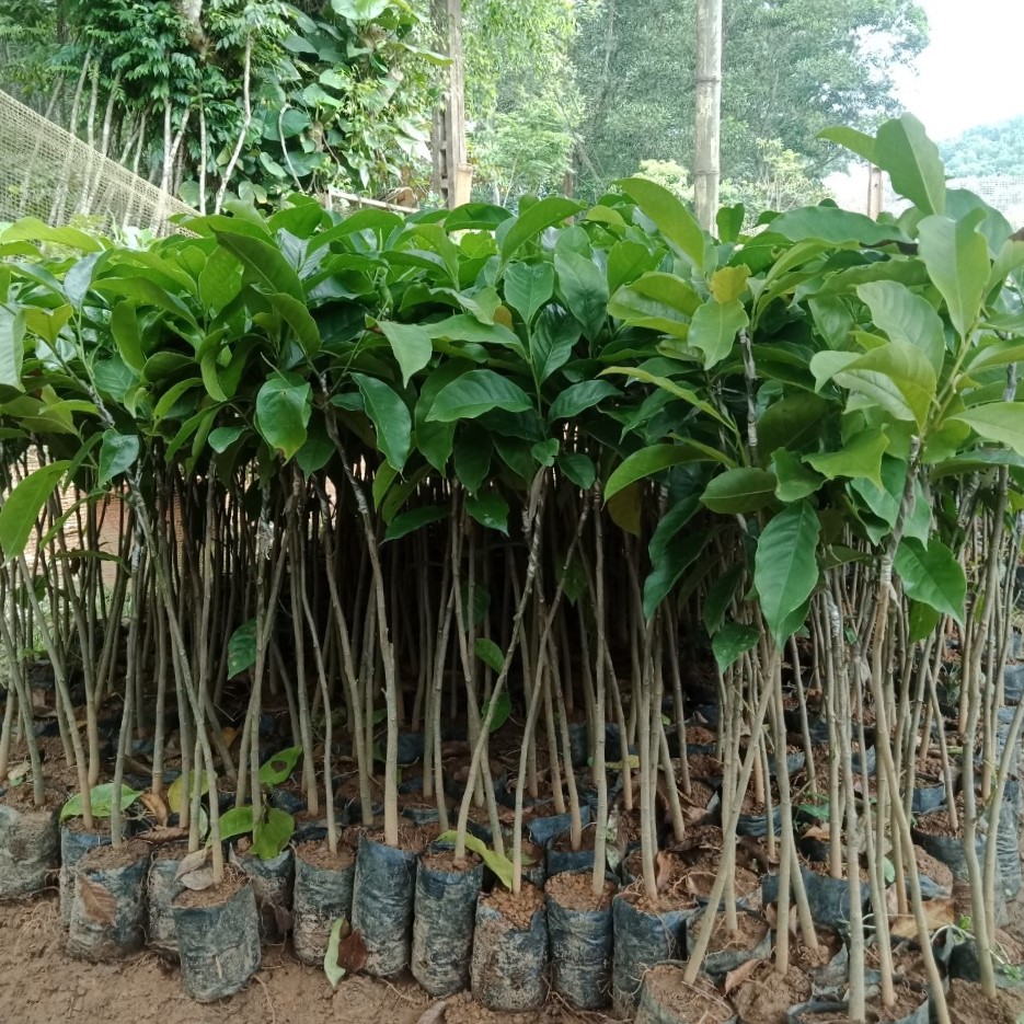 Giống cây dổi nếp rừng lấy hạt, dổi nếp thực sinh. bầu đất 1kg cây cao khỏe