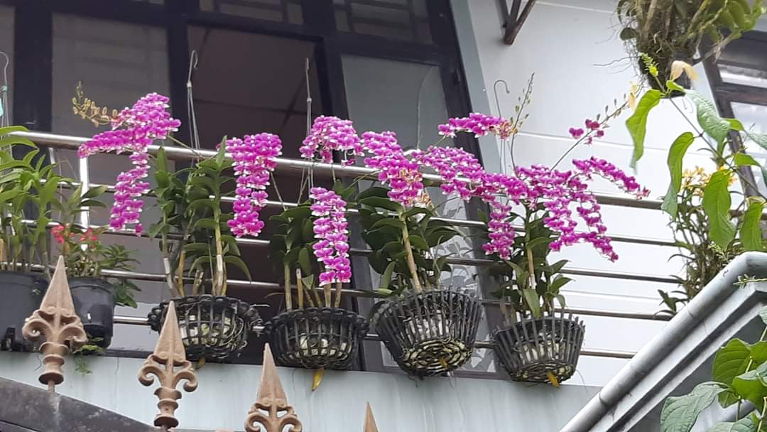 HOA LAN ĐỒNG TIỀN HỒNG