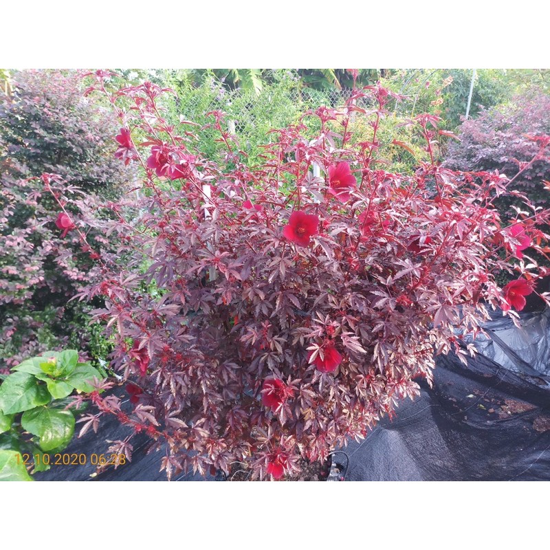 Cây hoa dâm bụt (bụp giấm) châu phi đang nụ hoa