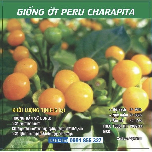 Hạt giống Ớt CHARAPITA Peru siêu cay