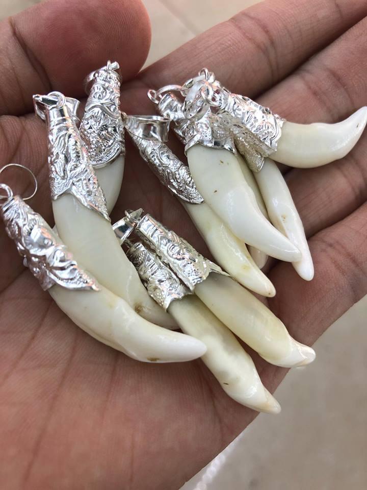 nanh sói bọc bạc ta