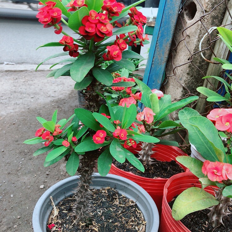 Xương Rồng Bát Tiên Lớn