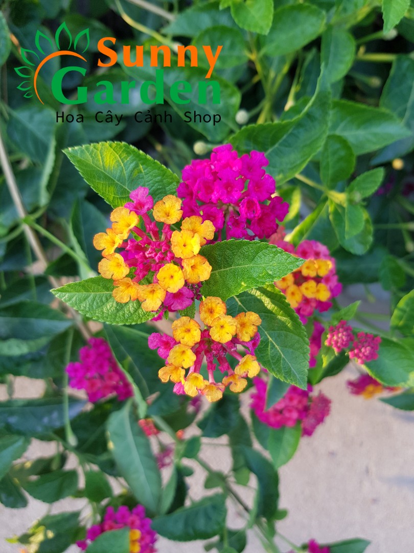 Cây Trâm Ổi ( Hoa Ngũ Sắc) Nhiều Màu Đa Dạng - Cây Cảnh