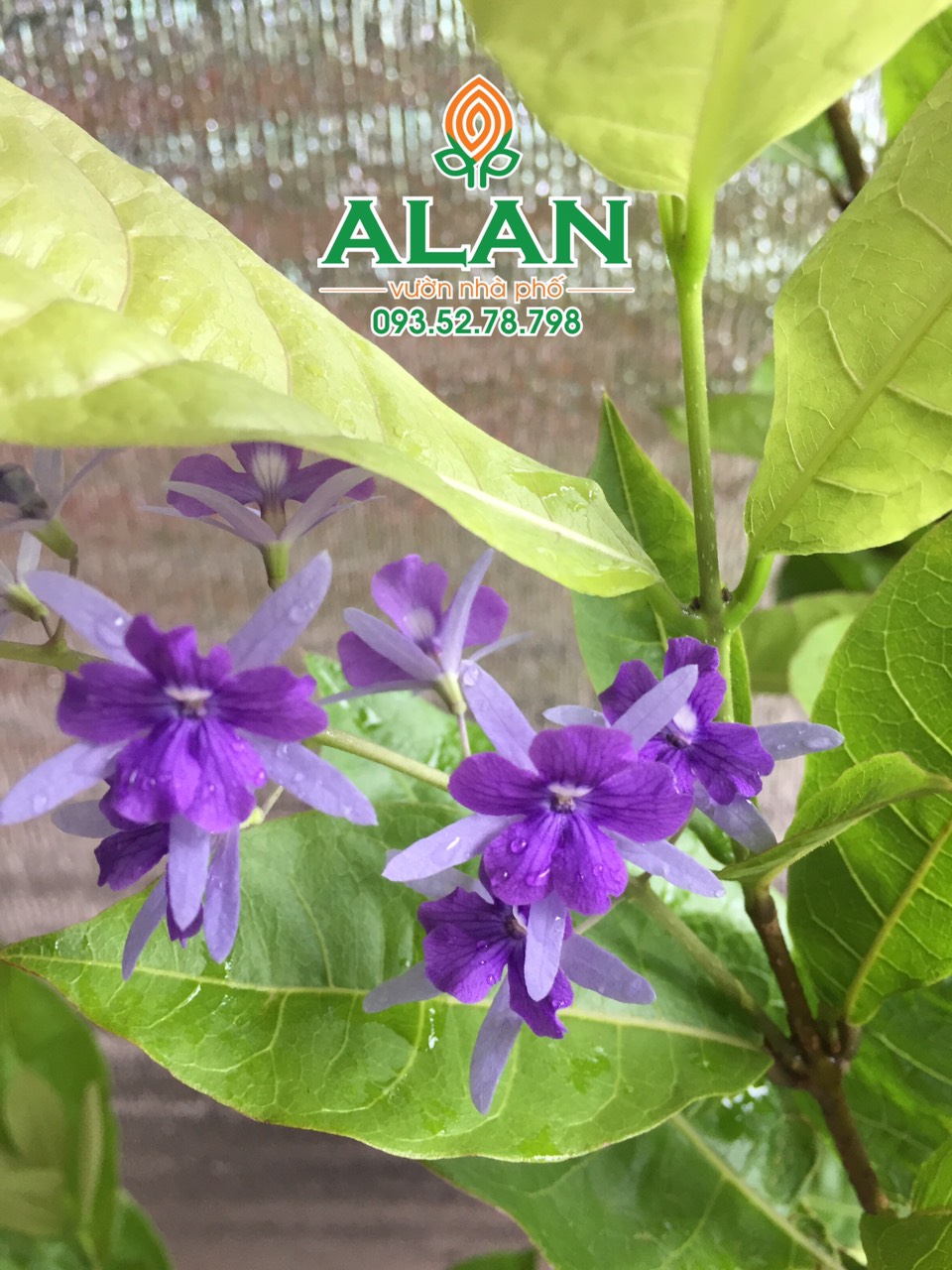 Cây Mai xanh siêu đẹp