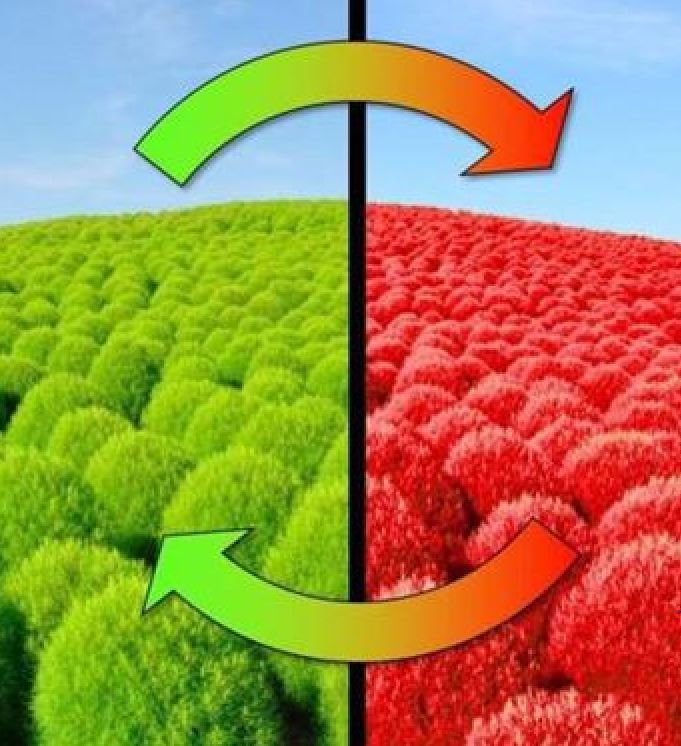 Túi 50 Hạt Giống hoa Cỏ đổi màu - VTNT
