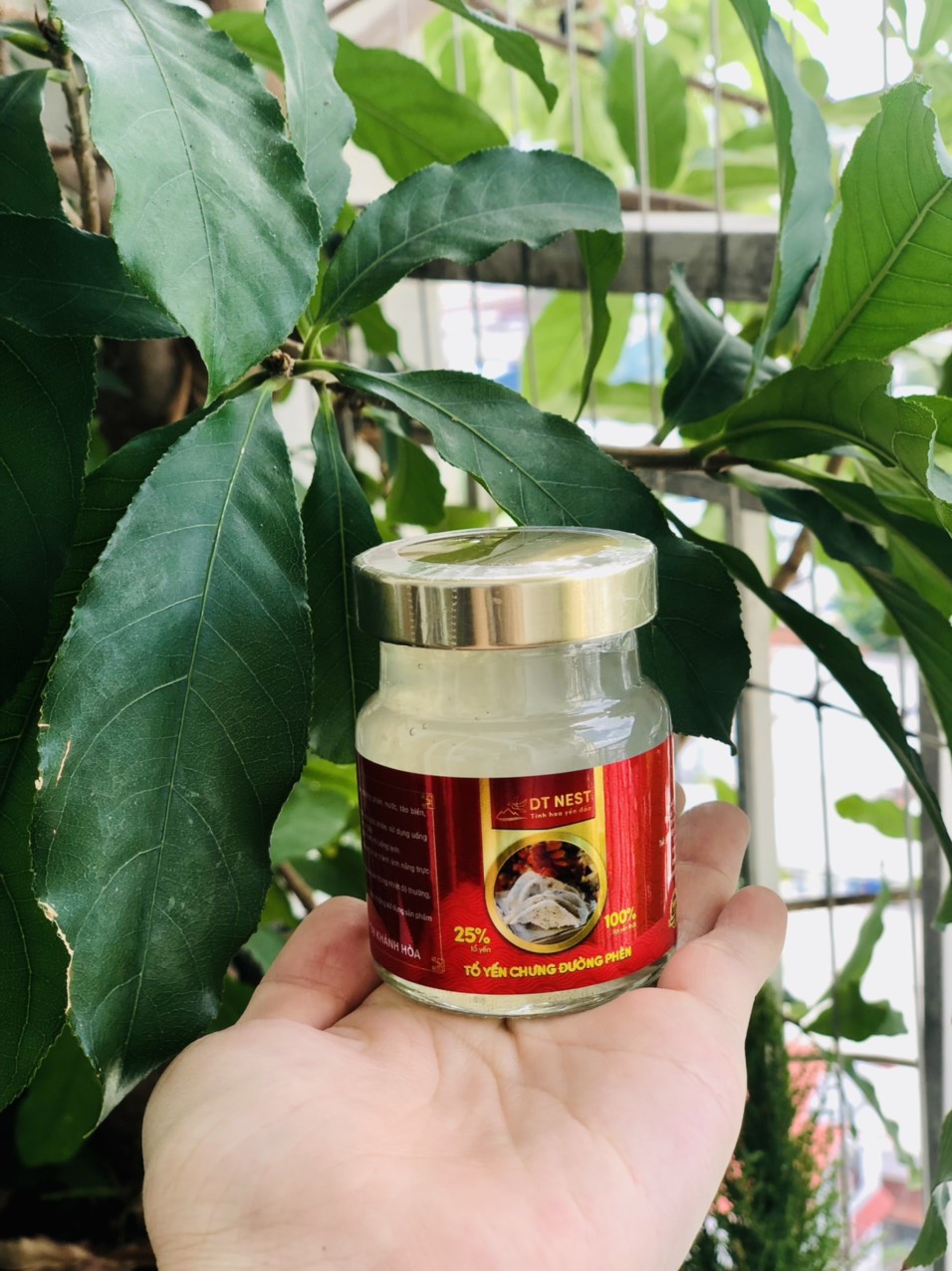 [Combo 12 hủ] Tổ yến chưng đường phèn (25% yến)