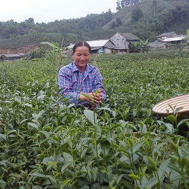 Trà bát tiên Thái Nguyên(5 gói 100g)