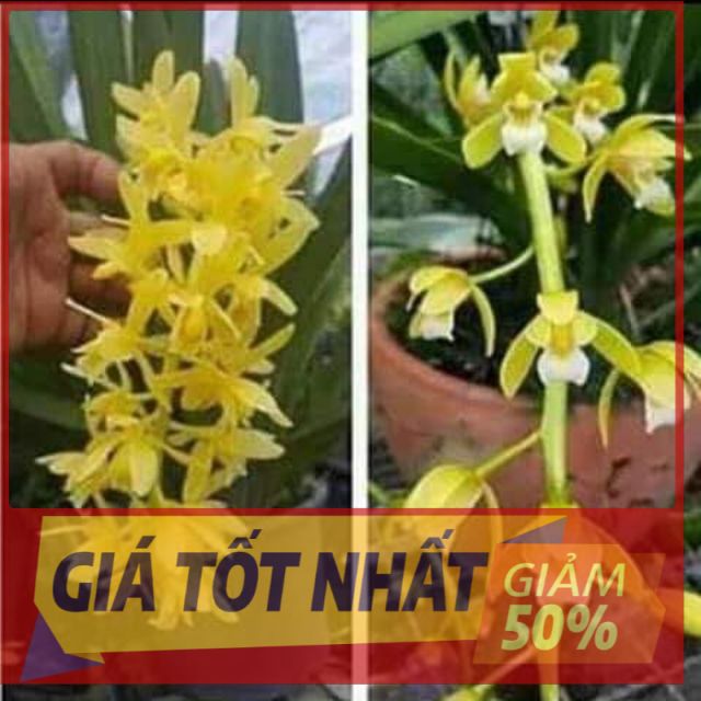 Hoa lan kiếm, Phong lan kiếm vàng Thái lai vàng Đài Loan