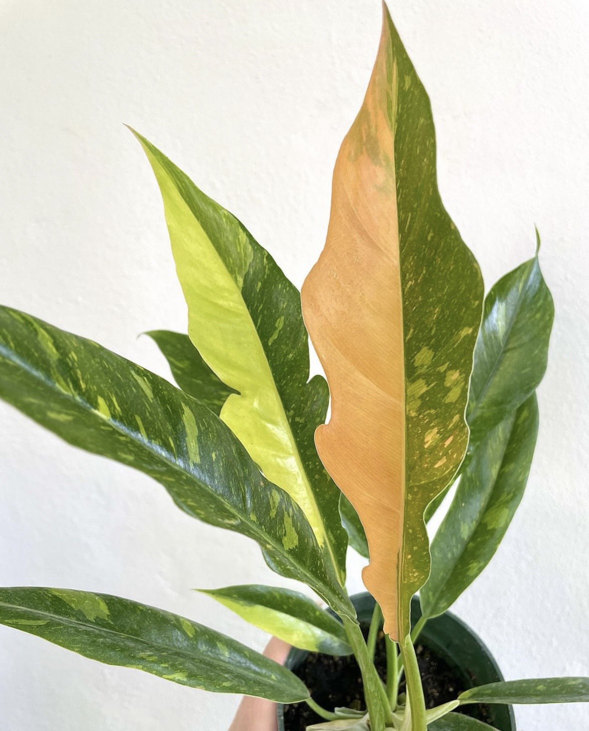 Chậu Cung Đàn Var Philodendron Ring Of Fire: Var đẹp