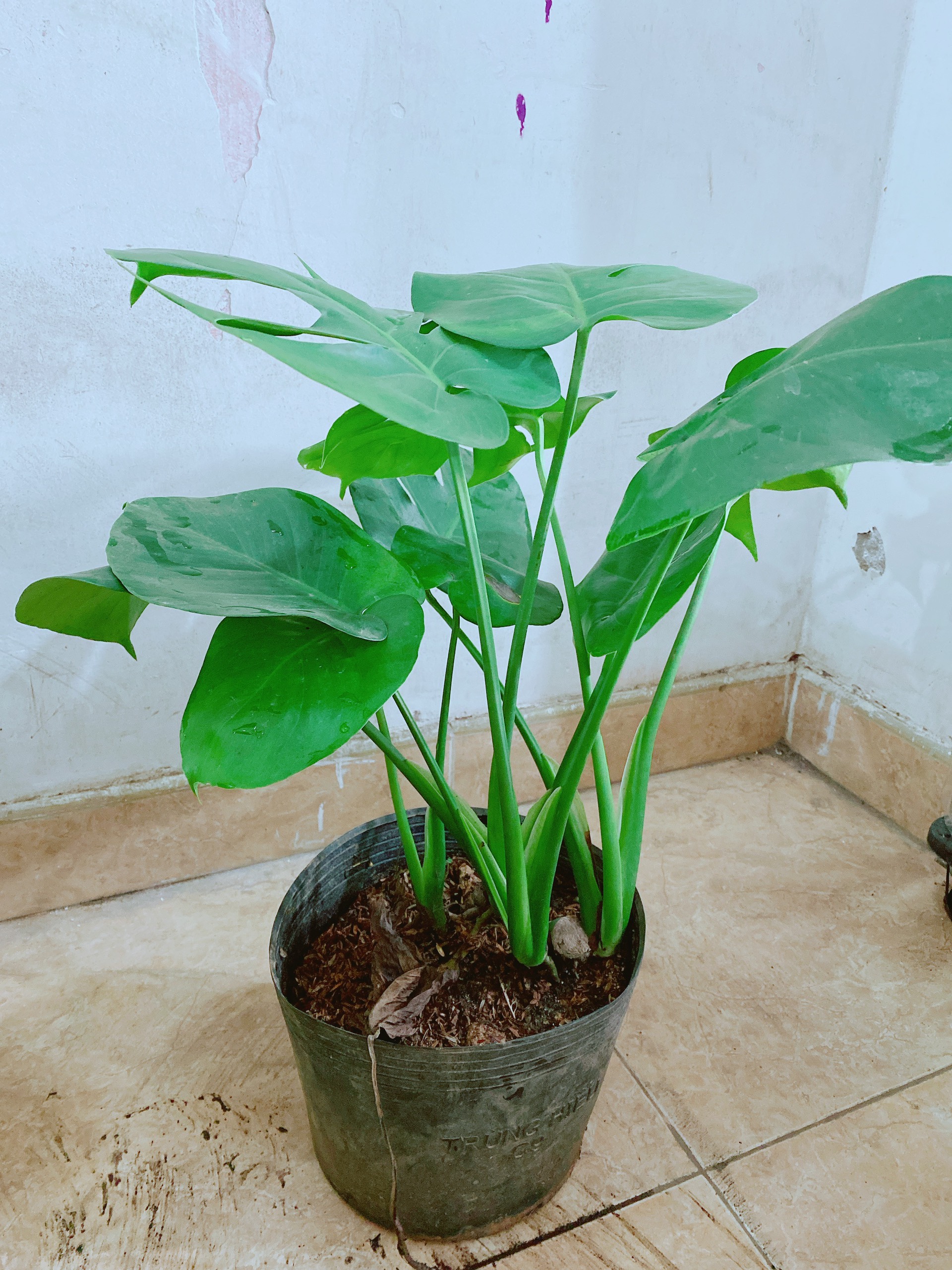 Cây Trầu Bà Lá Rách
