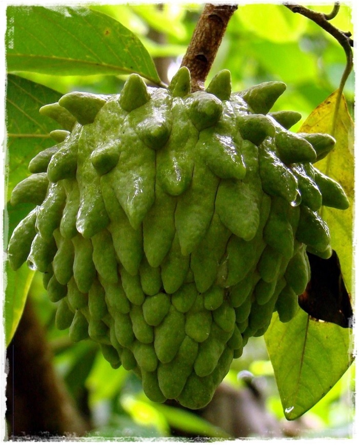 Cây giống na sầu riêng