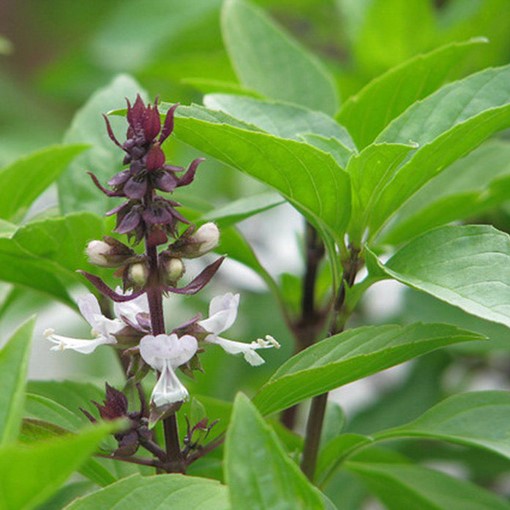 Hạt giống rau Húng quế (5gram/bịch)