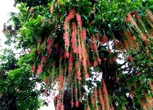 Cây lộc vừng giống cao 30cm