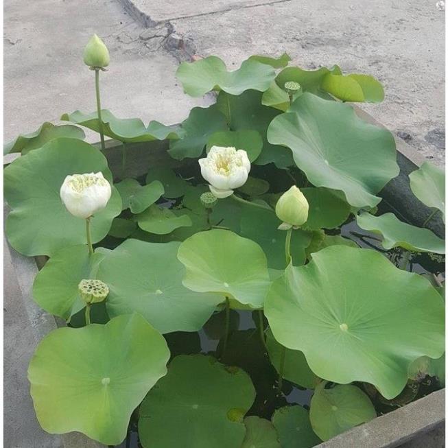 Dung Dịch Thủy Canh, thủy sinh HYDROPONIC 100ml