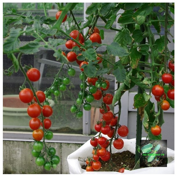[Seeds] Hạt giống cà chua bi cherry, đóng gói 0.1gr (khoảng 50 hạt)