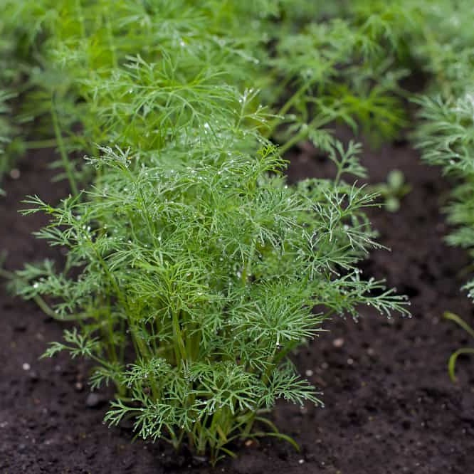 Dill Seeds (Rado 06) 5gr Package