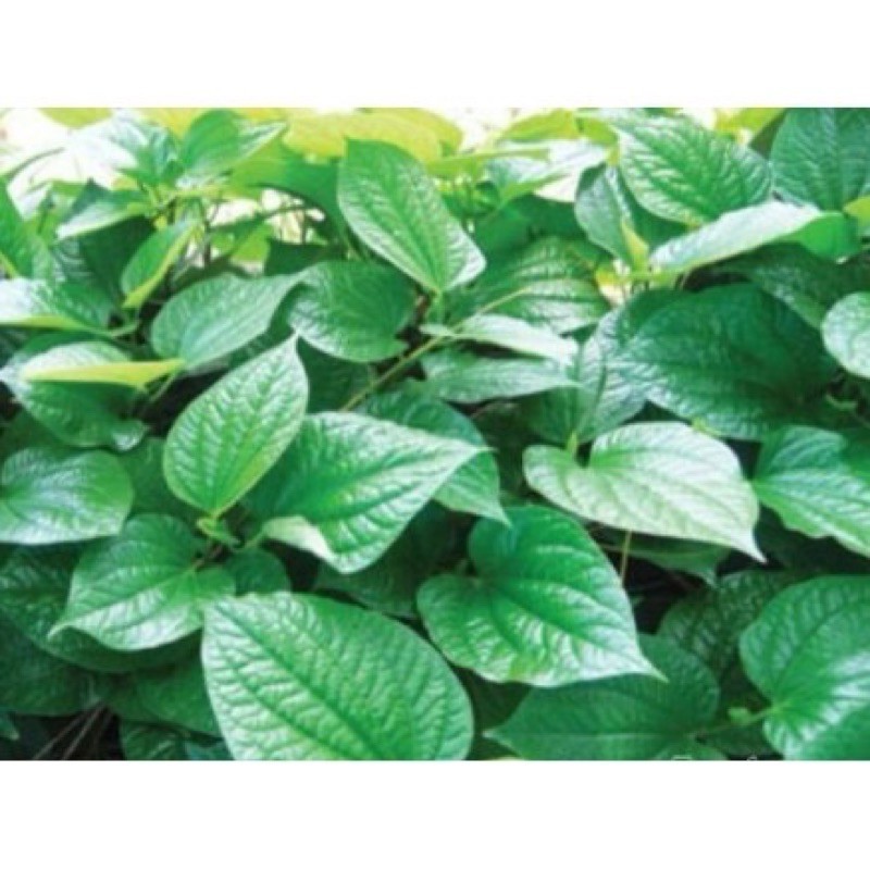 Cây lá lốt phơi khô 1kg