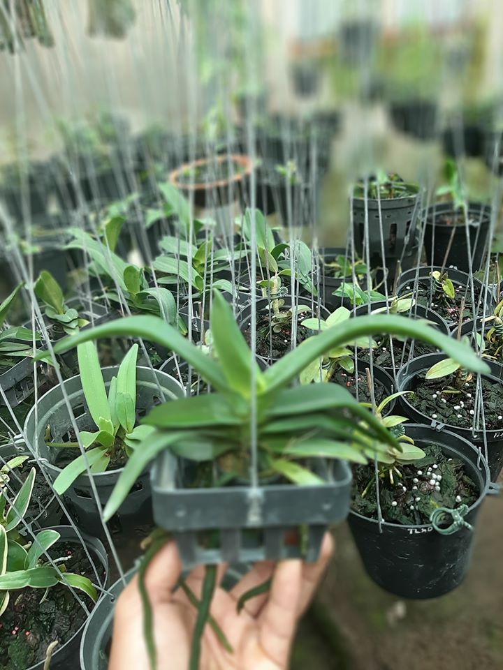 lan ngọc điểm màu cam cây lớn