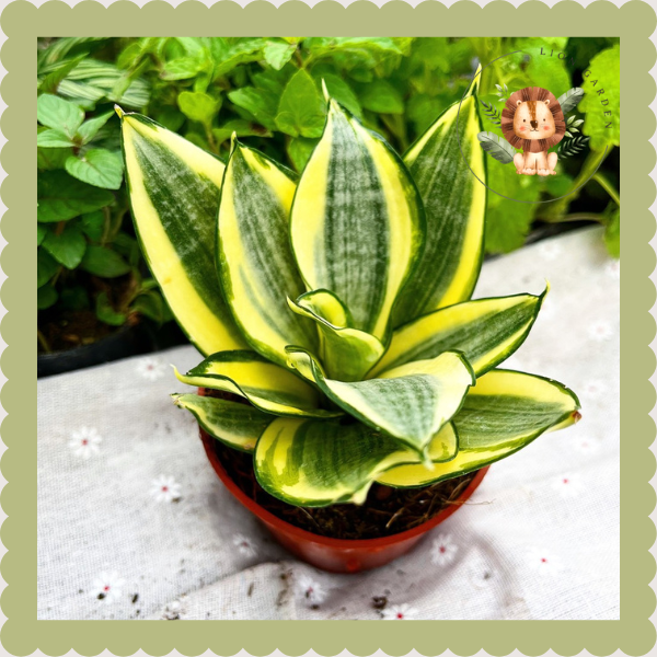 Sansevieria trifasciata