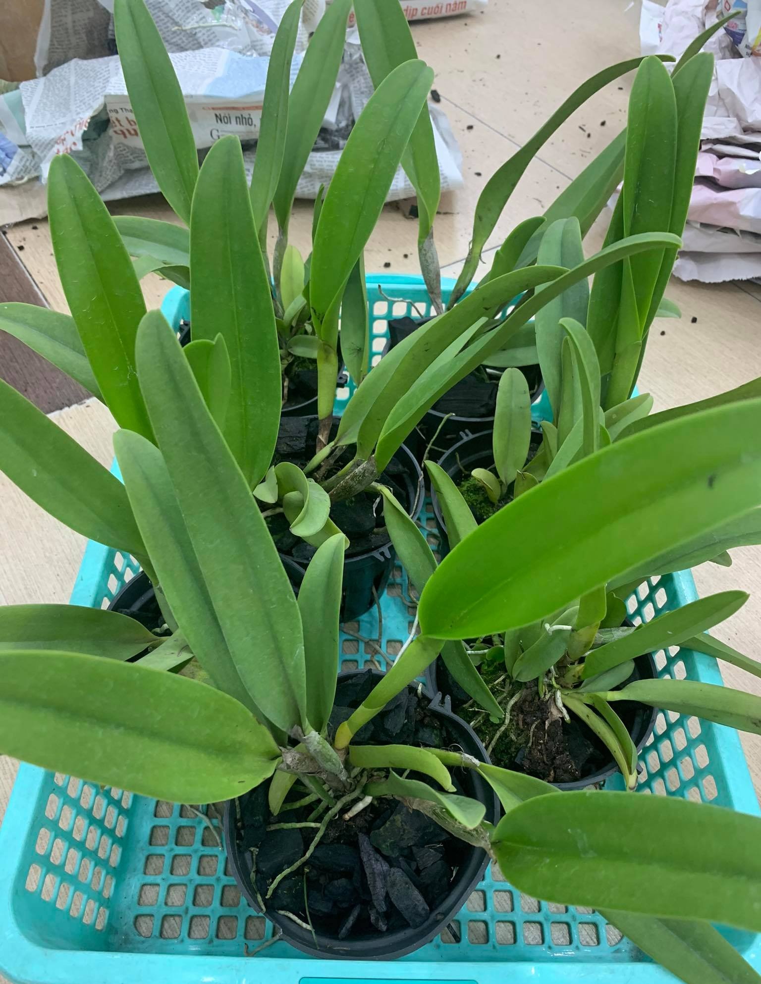 Lan Cattleya Trưởng Thành, giống nhập Thái Lan