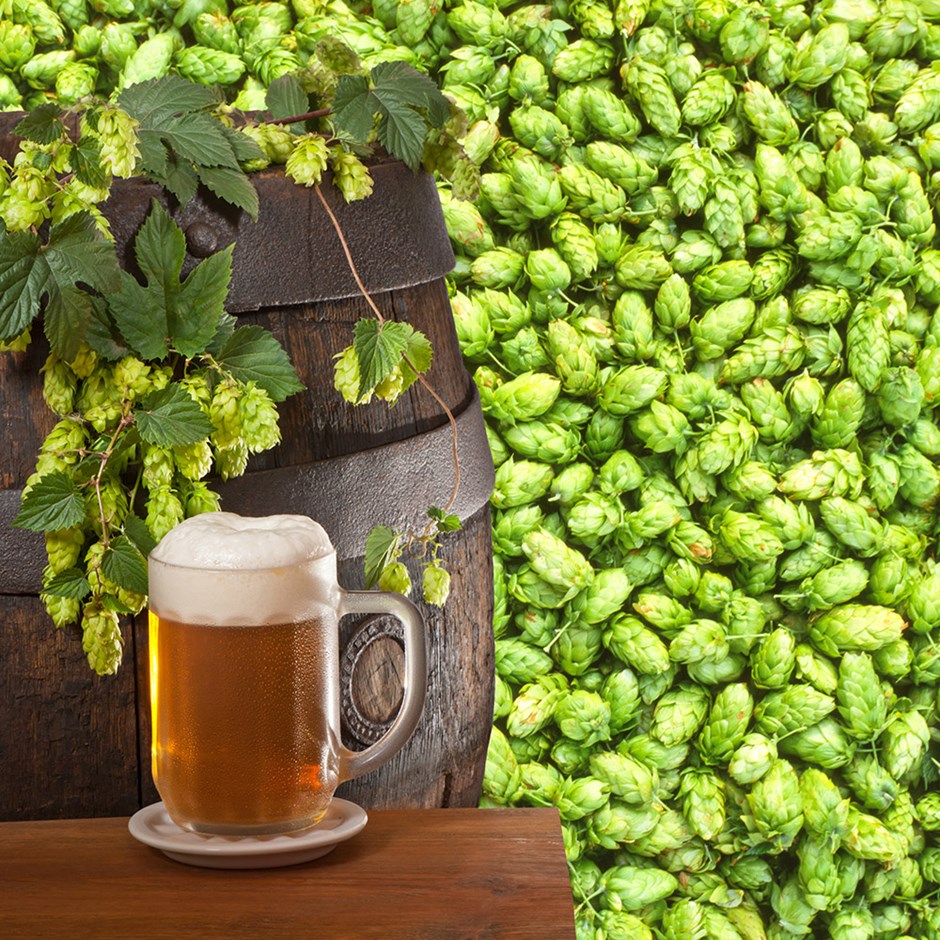 Gói 5 hạt giống hoa bia Hops