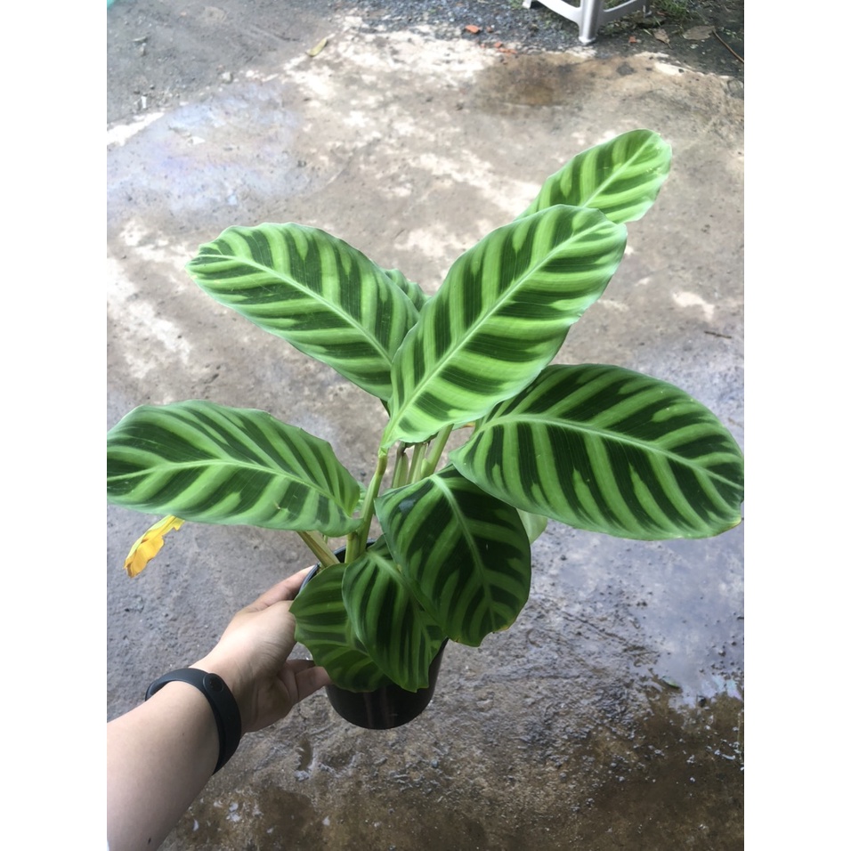 Cây đuôi g Calathea zebrina Peacock