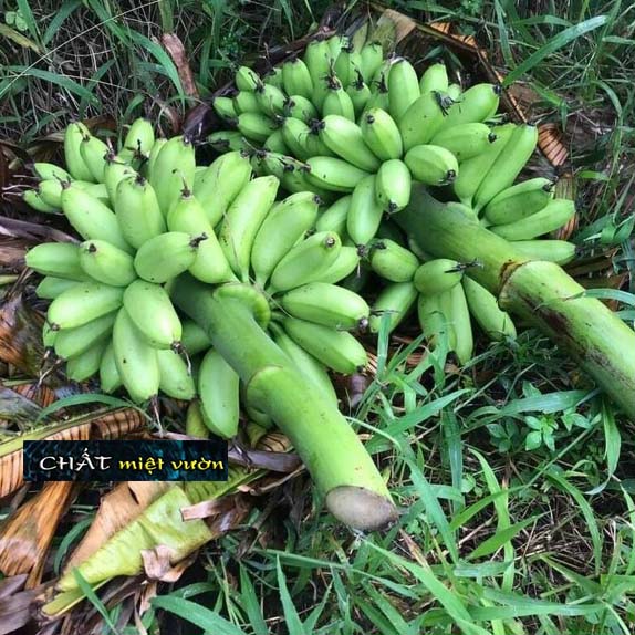 Chuối cau giống siêu trái (cây cao 30-60cm)