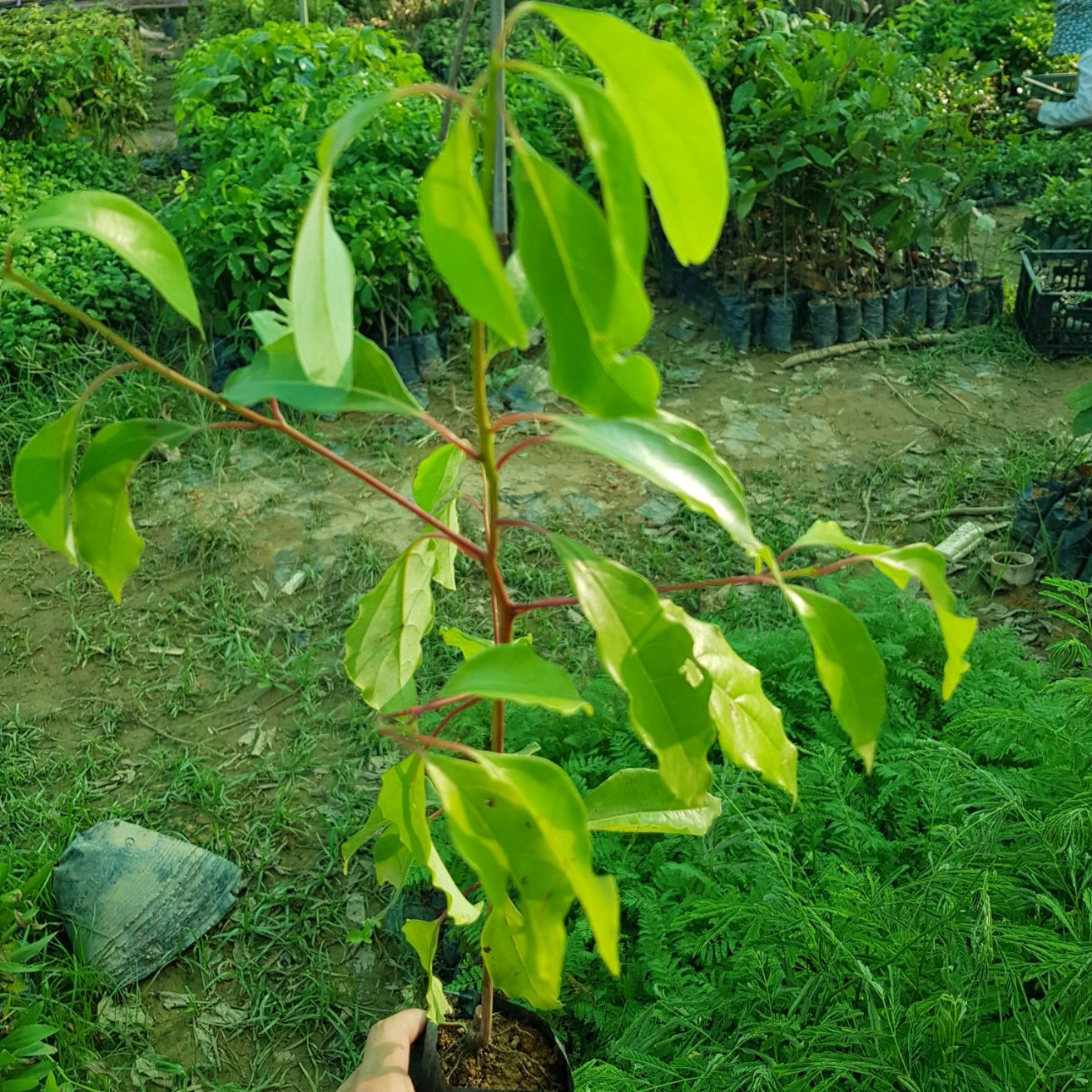Cây giống long não