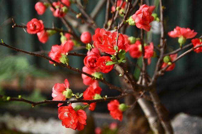 Cây giống mai tứ quý, mai vàng tứ quý