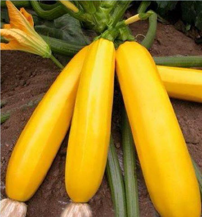 Hạt giống bí ngồi vàng - 20 hạt/gói