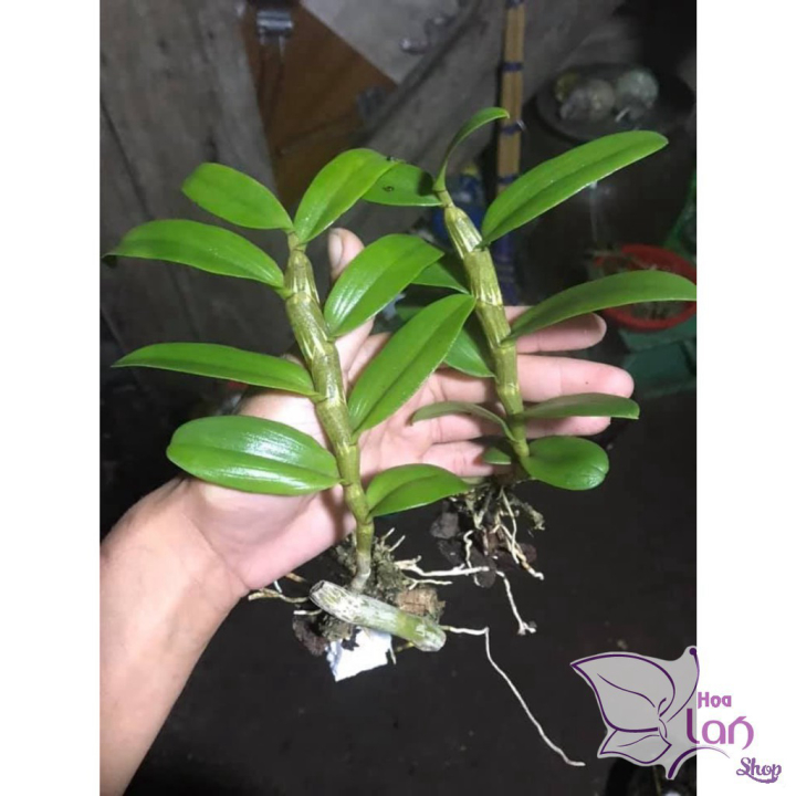 Lan Phi Điệp  *☘️ FREESHIP ☘️* Mặt Hoa Đẹp Nhất 2021 [ Ươm Kie ]
