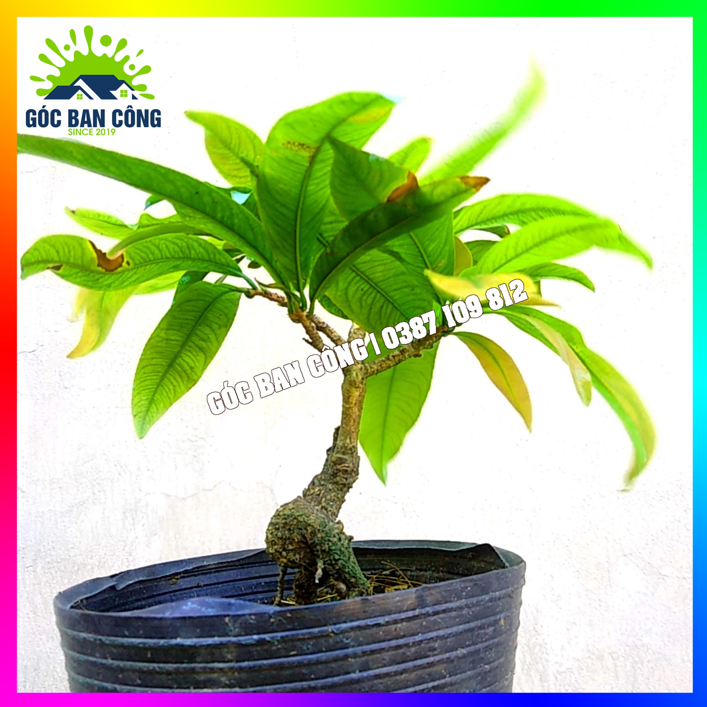 Mai Đại Lộc Bonsai Mini