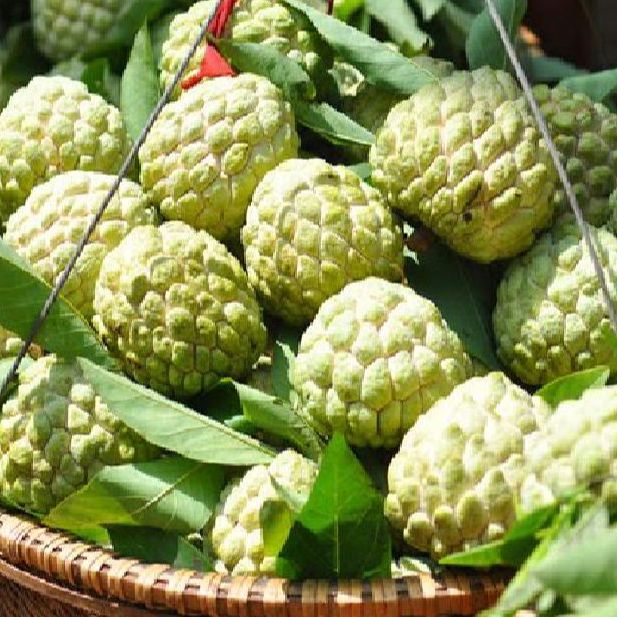 Hạt giống cây na dai ( mãng cầu ta ) Gói 10 hạt