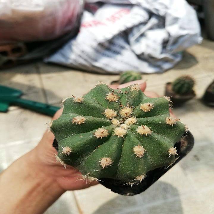 [HCM]Xương rồng echino gai lùn