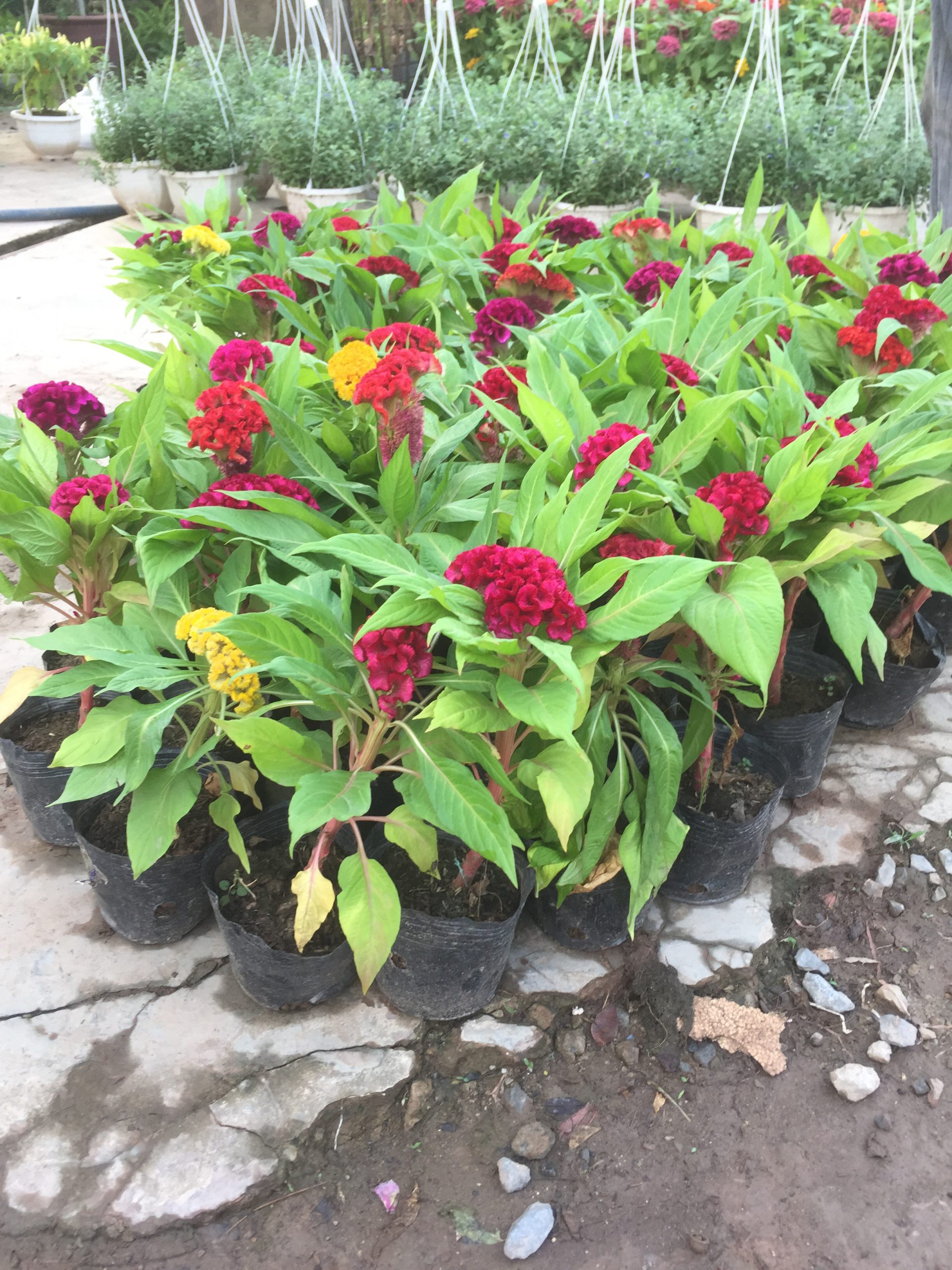 HẠT GIỐNG HOA MÀO GÀ BÚA SIÊU BÔNG MIX