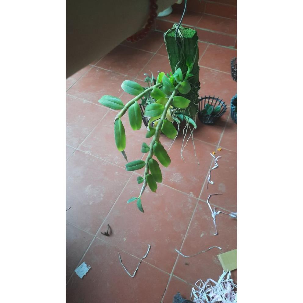 Hoa phong lan phi điệp tím thái