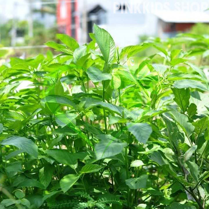 Hạt giống rau đay xanh - gói 10 gram